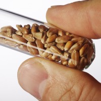 Хто і що має право сертифікувати як насіння в Україні? AgroSERT news images